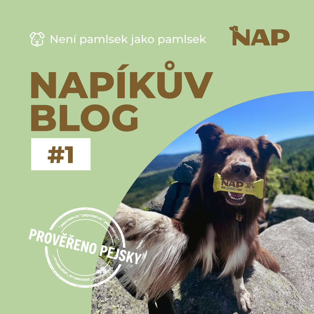Není pamlsek jako pamlsek: jak vybrat chytrou odměnu pro psa