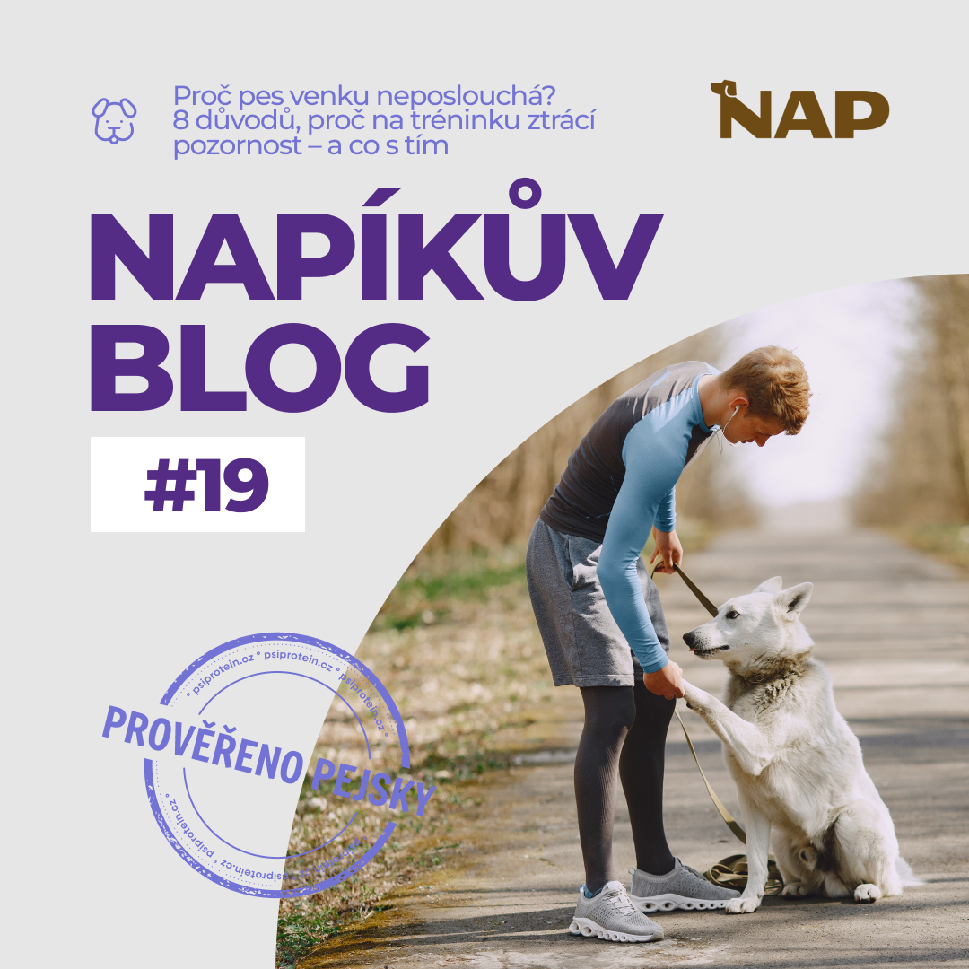 Proč pes venku neposlouchá? 8 důvodů, proč na tréninku ztrácí pozornost – a co s tím